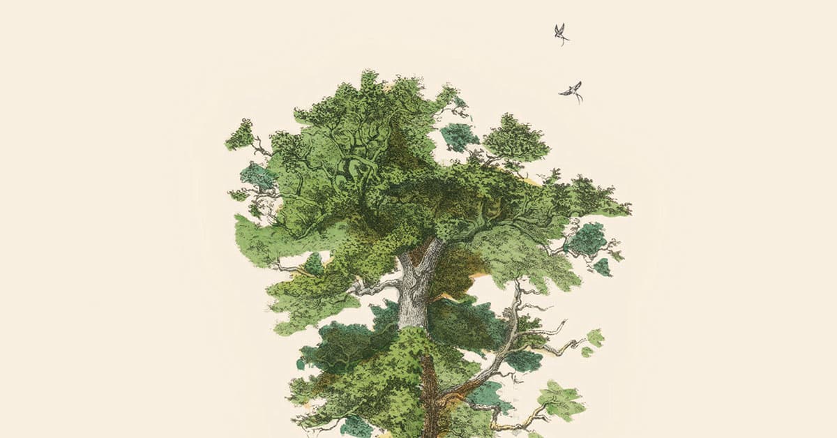 Au cœur de la forêt Au cœur de la forêt